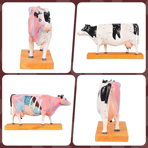Simedutech Bovine Anatomy Model with Acupuncture Points - Veterinary Teaching Tool, Detailed PVC Organ Model for Acupuncture, Moxibustion & Vet Training