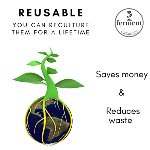 Live Kefir Grains 1 TBSP, Kefir Starter Culture, Rich in Live Active Probiotics, Start your own Culture at Home, Bulgaros de Leche, Beginners Kit