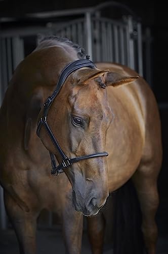 Licol en cuir marron CATAGO Vb pour cheval de selle taille cob avec têtière réglable - 3