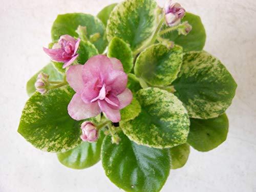 Portal Cool Seeds Seeds: 2 Fresh Cut Leaves of African Violet Jolly Pepper
