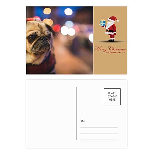Cartes postales chien et animal domestique en lot de 20 photos souvenirs