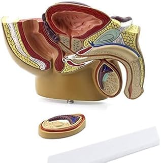 Male Prostate Model Pelvic Testis Prostate Model Male Urology Science Teaching Supplies, for School