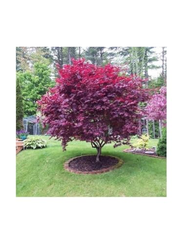 Acero Rosso Giapponese "Acer Palmatum Bloodgood" pianta in vaso ø40