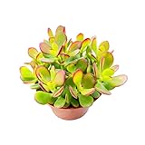 Sprout N Green Dwarf Jade - Crassula Ovata Crosby's Compact, Rare Cute Succulent Plant Fully Rooted in 4' Pot
