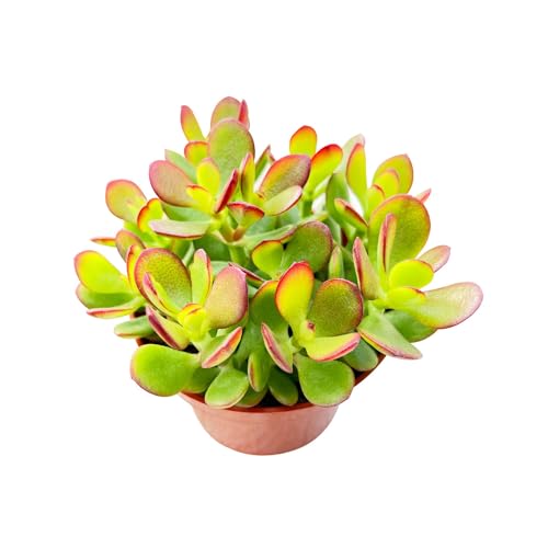 Sprout N Green Dwarf Jade - Crassula Ovata Crosby's Compact, Rare Cute Succulent Plant Fully Rooted in 4" Pot