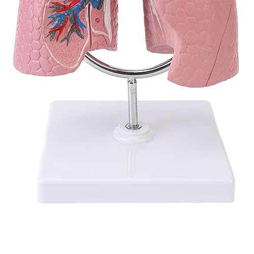Image of Respiratory System Model with Removable Heart, High Simulation Human Lung Anatomical Display, Teaching Tool for Students Study, Widely Used in Medicine and Biology