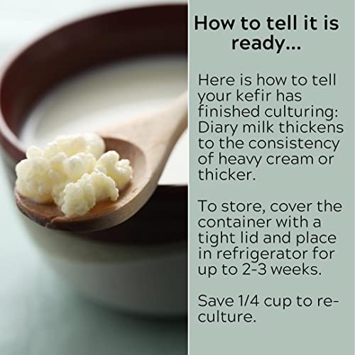 Milk Kefir Grains Live Scoby Bulgaros - Fresh Live Active Probiotic Starter Cultures - Thumbnail 3