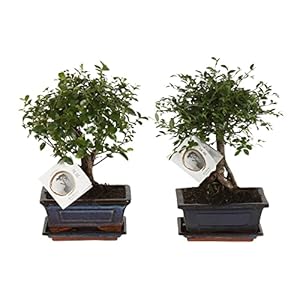 ZynesFlora Echte Bonsai Bomen in Keramiek Sierpot – 2 Stuks – Hoogte: 25-30 cm – Feng Shui Zen Bonsai Meditatie Decoratie