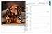 Dachshunds | 2026 6 x 7.75 Inch Spiral-Bound Wire-O Weekly Engagement Planner Calendar | New Full-Color Image Every Week | BrownTrout | Animals Dog Breeds Pets