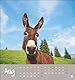 Esel Postkartenkalender 2025 - Von wegen sturer Esel: Kleiner Kalender zum Aufstellen und Aufhängen im Postkartenformat. Monats-Tischkalender für Tierfreunde. (Postkartenkalender Heye)