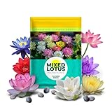 25 Lotus Seeds for Planting in Water Bowl, Non-GMO Mixed Lotus Seeds, 80%+ Germination Rate Water Lilly Seeds, Beautiful Water Plants for Home, Garden, Indoor and Outdoor