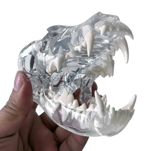 Image of Canine Skull Dog Jaw Dental Model Typodont Oral Clear Teeth Model Pet Clinic Anatomical Tooth for Canine Veterinary Office Education Decoration Demonstrate (Dog Skull Model)