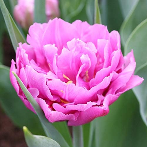 Wedding Gift Double Early Tulip Flower Bulbs - 10 Bulbs per Pack - Good as Cut Flowers - Perennializing - Easy to Grow Live Plants - Outdoor Garden
