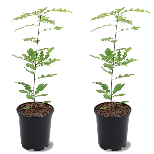 Shumard Oak, Shade Tree, Ample Size, Drought Resistant, Acor...