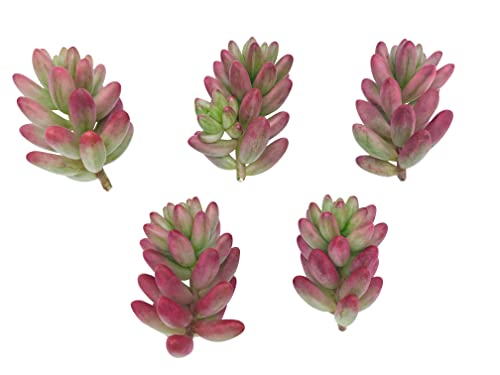Live Succulent Cuttings (3 Sedum 'Aurora' Pink Jelly Bean), Succulents Plants Live, Succulent Plant No Roots, House Plants Live Office Decoration, Diy Projects, Party Favor Gift By The Succulent Cult #TOP4