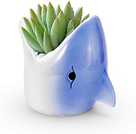 zhongze Succulent Pots, Mini Ceramic Flower Planter Pot with Ceramic Tray，Shark Ceramic Flower Pots for Indoor & Outdoor Garden - Plants Not Included (Blue) (One)