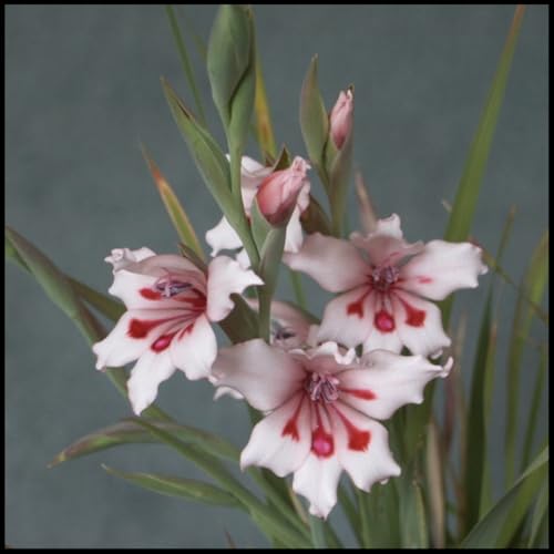 Cut Flowers/Good for Containers/Gladiolus Bulbs for Planting/Greening Flower/Excellent Display/Natural Organic-15 Bulbs-J