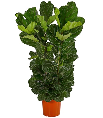 Dehner Geigenfeige dreitriebig, Ficus lyrata, imposantes Blattwerk, ca. 140-150 cm, Ø Topf 34 cm, Zimmerpflanze