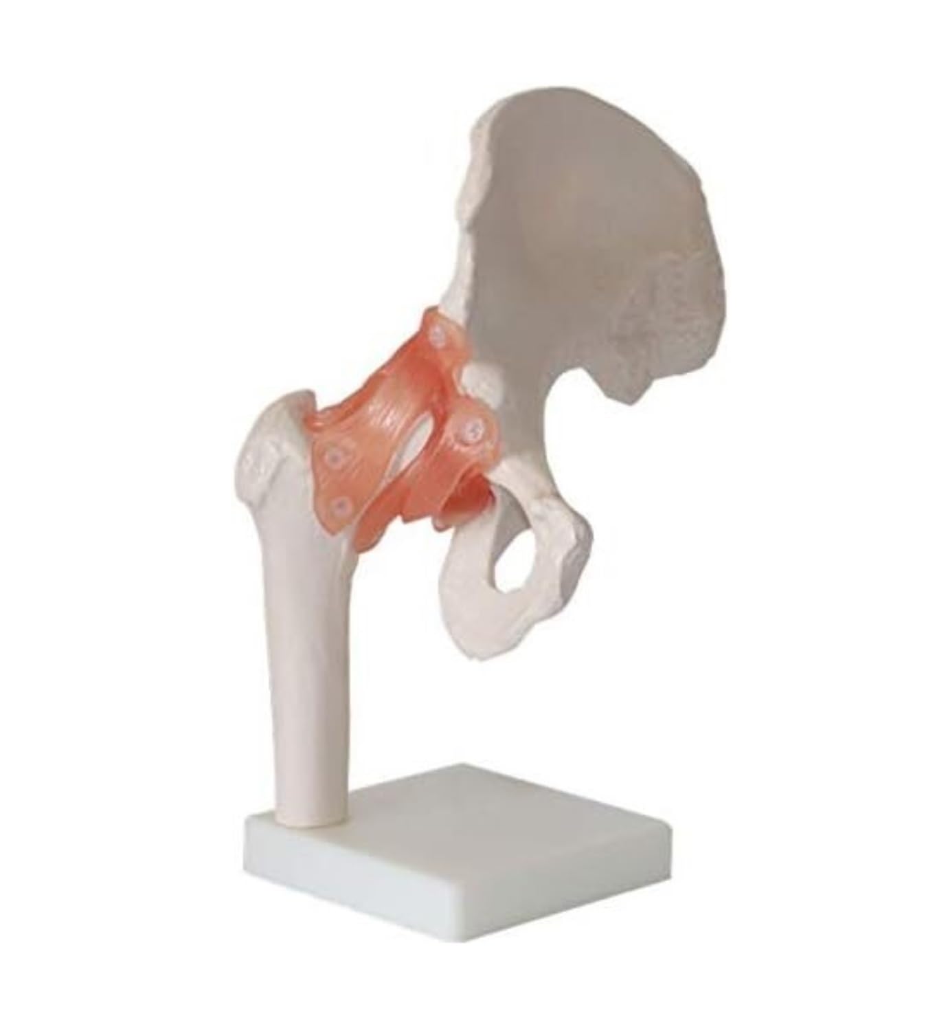 Human Biodra Stawowa Kostna Kości Bioder Model Dorosły Modelu Tanatomii Bioder Dla Osób Medycznych Materiał Medyczny Ludzi Anatomia Anatomia