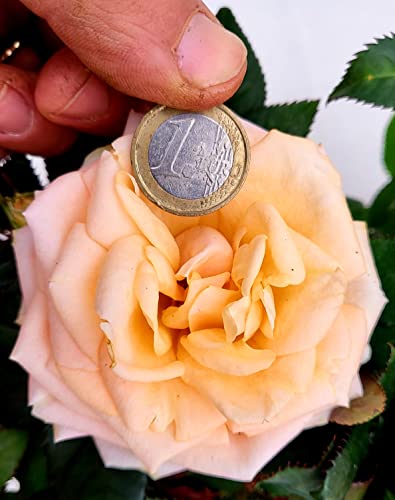 POWERS TO FLOWERS - ROSA DA GIARDINO RAMPICANTE e RIFIORENTE, ROSA ÇONFETTO, DUE PIANTE, Piante Vere