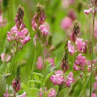 Wildflower - Sainfoin - 200 Seeds