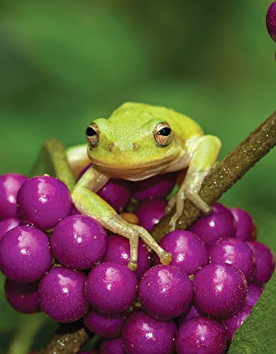 National Wildlife Federation(R): Attracting Birds, Butterflies, and Other Backyard Wildlife, Expanded Second Edition (Creative Homeowner) 17 Projects & Step-by-Step Instructions to Give Back to Nature - Image 3