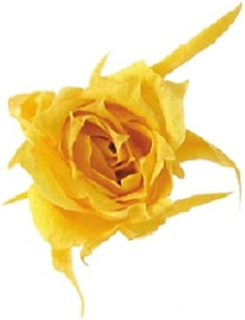 Amazon Co Jp フロールエバー プリザーブドフラワー マイクロローズ ゴールデンイエロー 約花径1 4 2cm H1 4 2cm 輪入 Fl 017 ホーム キッチン