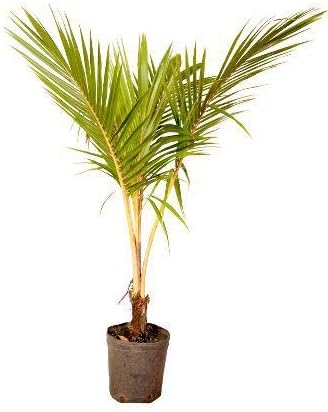 Muda de Coco Amarelo (Cocos nucifera) 50 a 80cm AMK | Frutífera T...
