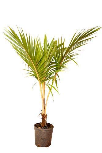 Muda De Coco Amarelo