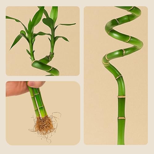Image of Amulya Farms Lucky Bamboo Plants for Home Decoration | Bamboo Plant 70cms Set of 3 Sticks | Live Indoor Plants For Home | Indoor Feng Shui & Vastu Plants for Prosperity