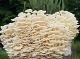 Bio Enoki Pilzzuchtkultur XXL - Pilze selber züchten