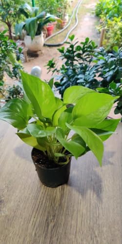 Image of Golden Pothos Money Plant, Live Indoor Air Purifying Plant with White Pot, (Pack of 1).A6