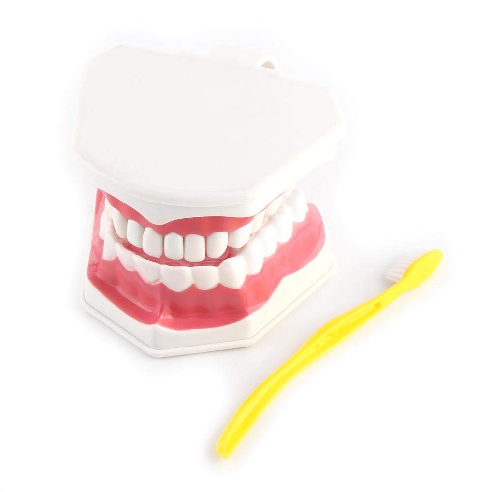 Akozon 1pc Modèle Dentaire 28 Dents Enseignement Dents Brossage Etude Démonstration Dentiste Outil