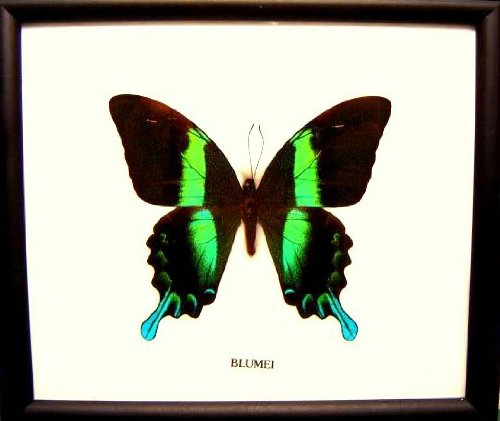 Green Metalic BLUMIE Butterfly,Hanging Frame Real A1 Taxidermy Gift