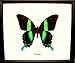 Green Metalic BLUMIE Butterfly,Hanging Frame Real A1 Taxidermy Gift