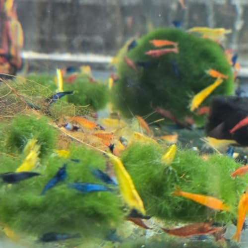 Image of Swimming Creatures 40 Mixed Color Neocaridina Shrimp - Choose Mixed or Premium Grade - Live Freshwater Aquarium Shrimp