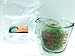 AQUACULTURE NURSERY FARMS Chaeto 1/2 Cup Plus 500 Live Amphipods Chaetomorpha Macro Algae