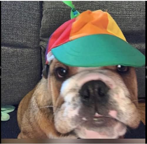 dog with propeller hat