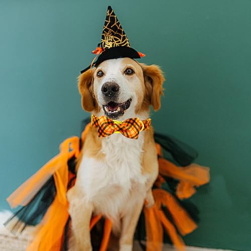 Collier pour chien de taille moyenne pour célébrer Halloween - 5