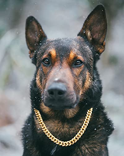 Halukakah Goldkette Iced Out für Hund,Diamant Kubanische Halskette Kragen 14MM 18 Karat Echt Vergoldet 40cm Größe S mit KOSTENLOSER Geschenkbox,Nur Dekoration