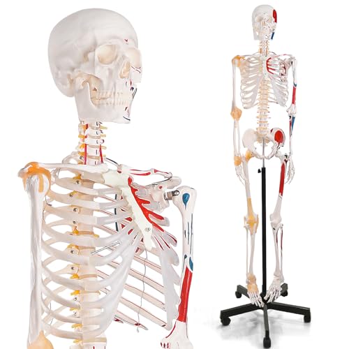 breesky 70.8 Inches Human Skeleton Model for Anatomy - Life Size Medical Human Skeleton Model with Ligament，with Nervous System 70.8 in with Rolling Stand for Medical Study and Display