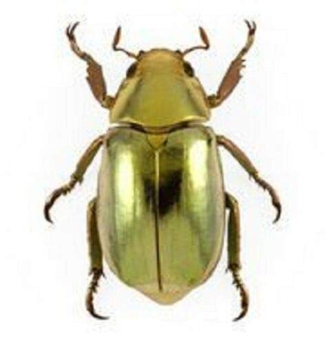 Amazon.com: Escarabajo de oro real Chrysina Resplendens A1