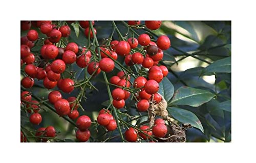 Stk - 10x Nandina domestica Himmelsbambus Strauch Pflanzen - Samen B1808 - Seeds Plants Shop Samenbank Pfullingen Patrik Ipsa - Image 4