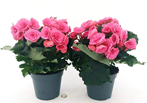 POWERS TO FLOWERS - BEGONIA BERSEBA (FUCSIA) 2 PIANTE, VASO 14 CM, piante vere