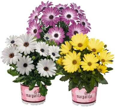 Natural Daisies with Flowers Outdoor Plants Pack 3 Dimorphoteca G...