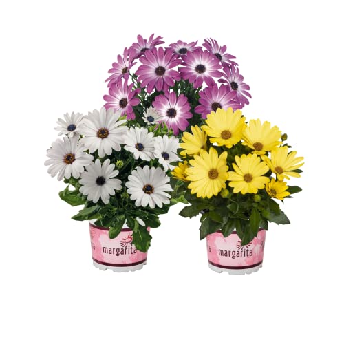 Margaritas Naturales con Flores Plantas para Exterior Pack 3 Plan...