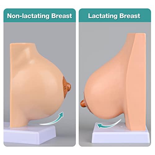 Image of Ultrassist Non-Lactating Breast Model, Human Anatomy Model, Breast Anatomical Model with Study Card for Doctor Surgeon Gift