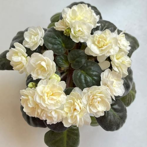 acquistare semi di violetta africana resistenti all'esterno, varietà antiche di violetta africana da balcone, resistenti 500pcs