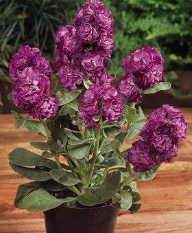 30 semi di epoca Azioni Lavendel IP107 (Matthiola Icana)