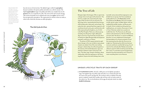 A Gardener's Guide to Botany: The biology behind the plants you love, how they grow, and what they need - Image 3